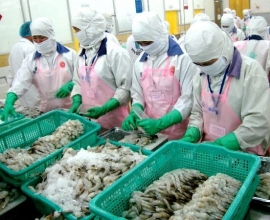 Cho thuê lao động chế biến thủy hải sản